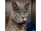 Adopt Little Girl a Domestic Short Hair