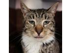 Adopt Molly a Domestic Short Hair