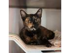 Adopt Jenny a Domestic Short Hair