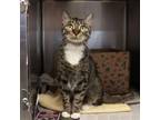 Adopt Lola a Domestic Short Hair