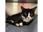 Adopt Millie a Domestic Short Hair