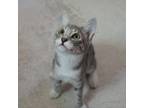 Adopt Monet a Manx