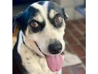 Adopt ELLIE a Border Collie, Mixed Breed