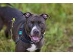 Adopt Blu a Pit Bull Terrier