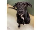 Adopt Riley a Labrador Retriever, Mixed Breed