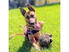Adopt Cinnamon a German Shepherd Dog