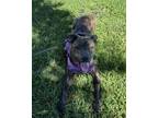 Adopt Bein a Pit Bull Terrier