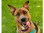 Adopt Topaz a Shepherd, Pit Bull Terrier