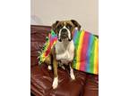 Adopt Pomegranate a Boxer