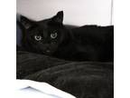 Adopt Mia a Domestic Short Hair
