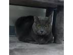 Adopt Shelly a Domestic Short Hair