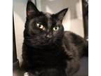 Adopt Priya a Domestic Short Hair