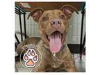 Adopt Miley a Pit Bull Terrier
