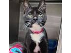 Adopt Pudding a Domestic Short Hair