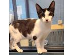 Adopt French Toast a Domestic Short Hair