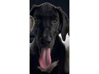 Adopt Hanna a Great Dane