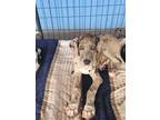 Adopt Marlow a Great Dane