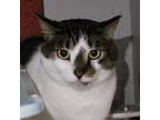 Adopt Finn a Domestic Short Hair
