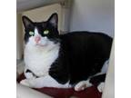 Adopt Janis a Domestic Short Hair