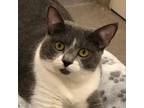 Adopt Missy a Domestic Short Hair