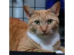 Adopt Nel a Domestic Short Hair
