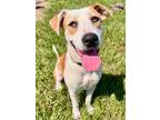 Adopt Cleo a Mixed Breed