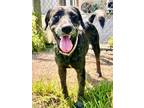 Adopt Cali a Catahoula Leopard Dog, Mixed Breed