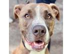 Adopt Nellie a Pit Bull Terrier