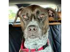 Adopt Cappuccino a Mixed Breed