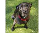 Adopt Sabrina a Mixed Breed