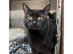 Adopt Heather a Domestic Short Hair