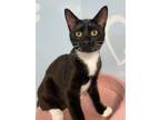Adopt Coraline a Domestic Short Hair