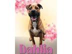 Adopt Dahlia a Shepherd, Mixed Breed