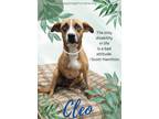 Adopt Cleo a Hound, Mixed Breed