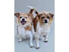 Adopt Gabby / Chloe a Norfolk Terrier