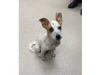Adopt Reese a Australian Cattle Dog / Blue Heeler, Mixed Breed