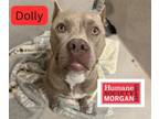 Adopt Dolly a Pit Bull Terrier