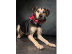 Adopt Avia a German Shepherd Dog, Mixed Breed