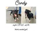 Adopt Candy a Mixed Breed
