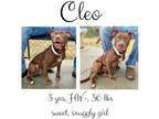 Adopt Cleo a Mixed Breed, Labrador Retriever
