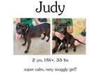Adopt Judy a Mixed Breed