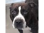 Adopt Griselda a Pit Bull Terrier