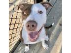 Adopt Fusia a Pit Bull Terrier