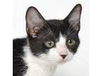 Adopt Kitty Softpaws a Domestic Short Hair