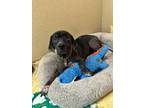Adopt Kenna a Labrador Retriever, Mixed Breed