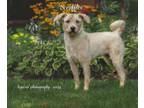 Adopt Scruffles a Standard Poodle, Mixed Breed