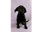 Adopt Ellie a Labrador Retriever, Mixed Breed