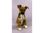 Adopt Terry a Australian Shepherd, Mixed Breed