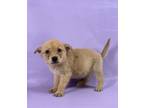 Adopt Happy a Cardigan Welsh Corgi, Mixed Breed