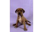 Adopt Mosely a Labrador Retriever, Mixed Breed